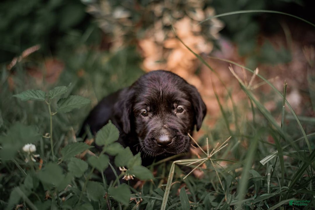 Goldador dogs for sale: Tan - Image 3