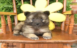 Keeshond dogs for sale: Teacup - Image 3