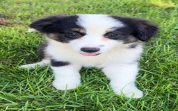 Australian Shepherd dogs for sale: Dottie - Image 1