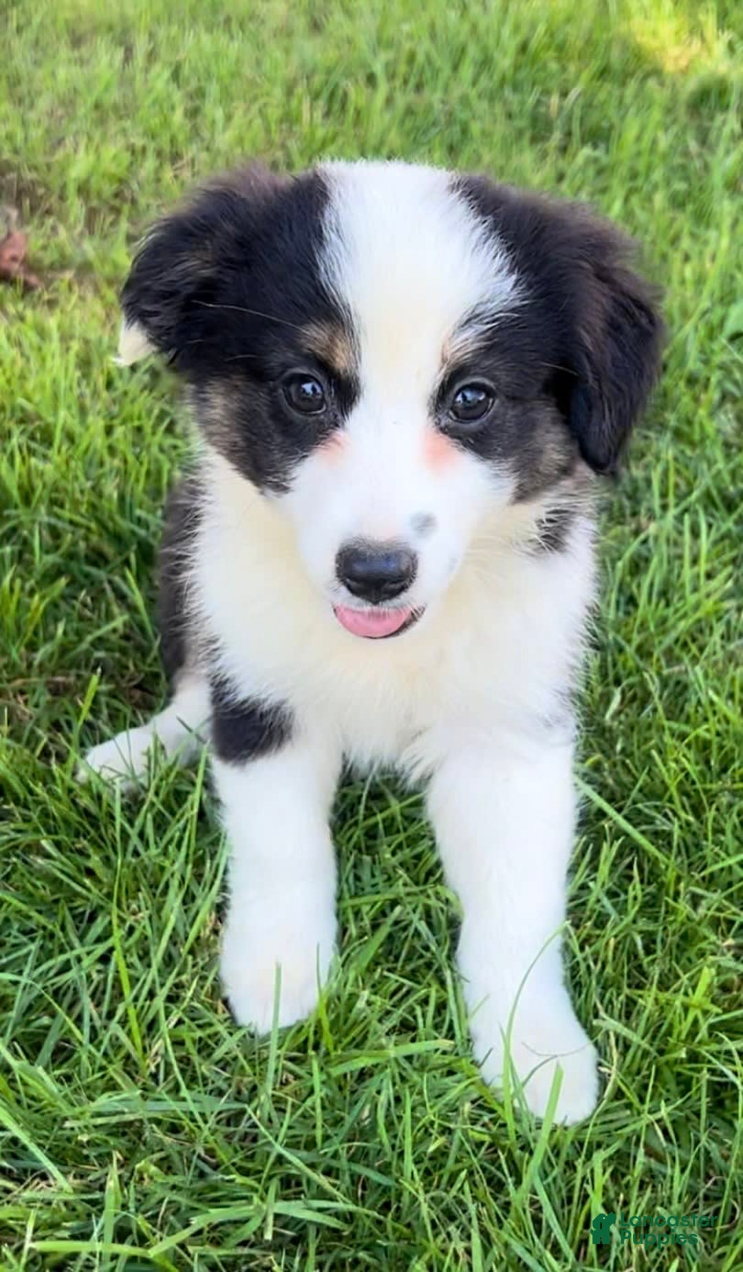 Australian Shepherd dogs for sale: Dottie - Image 1