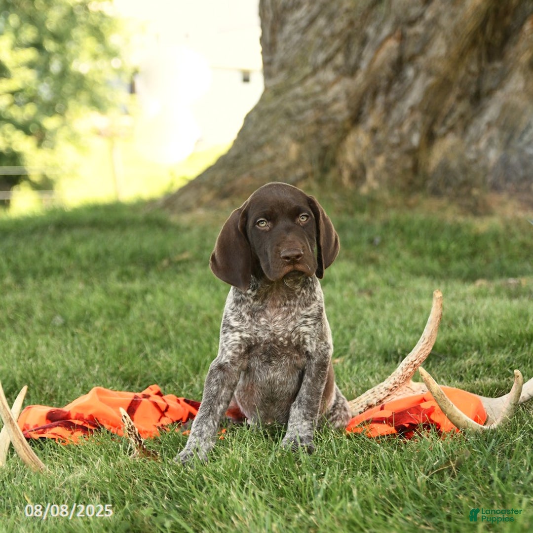German Shorthaired Pointer dogs for sale: Branson AKC - Image 1
