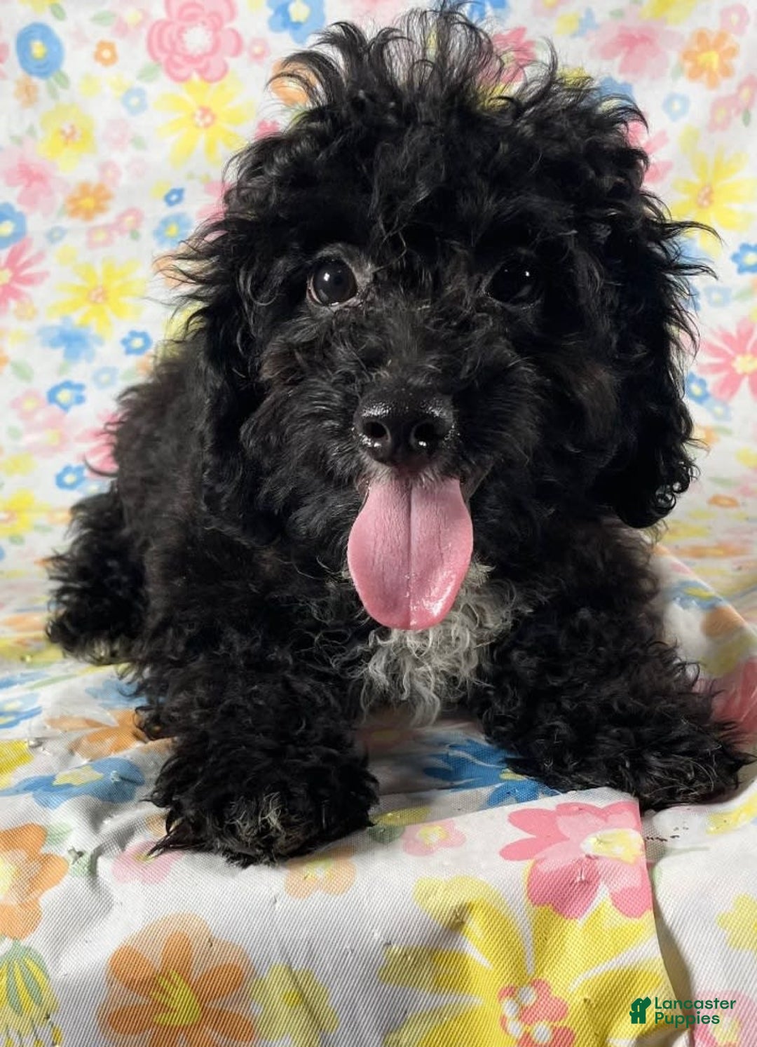 Cavapoo dogs for sale: Alberto - Image 4