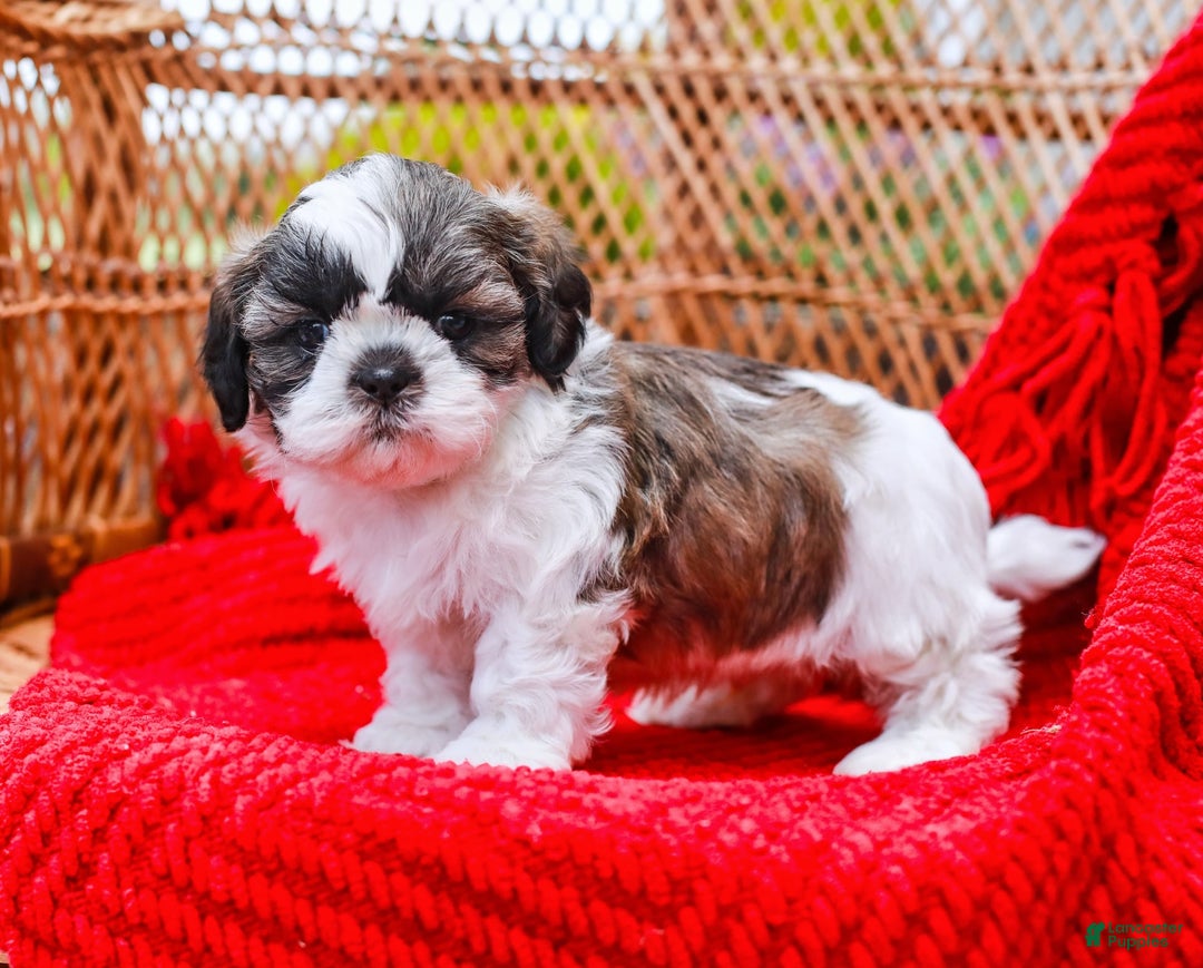 Shih Tzu dogs for sale: Easton - Image 8