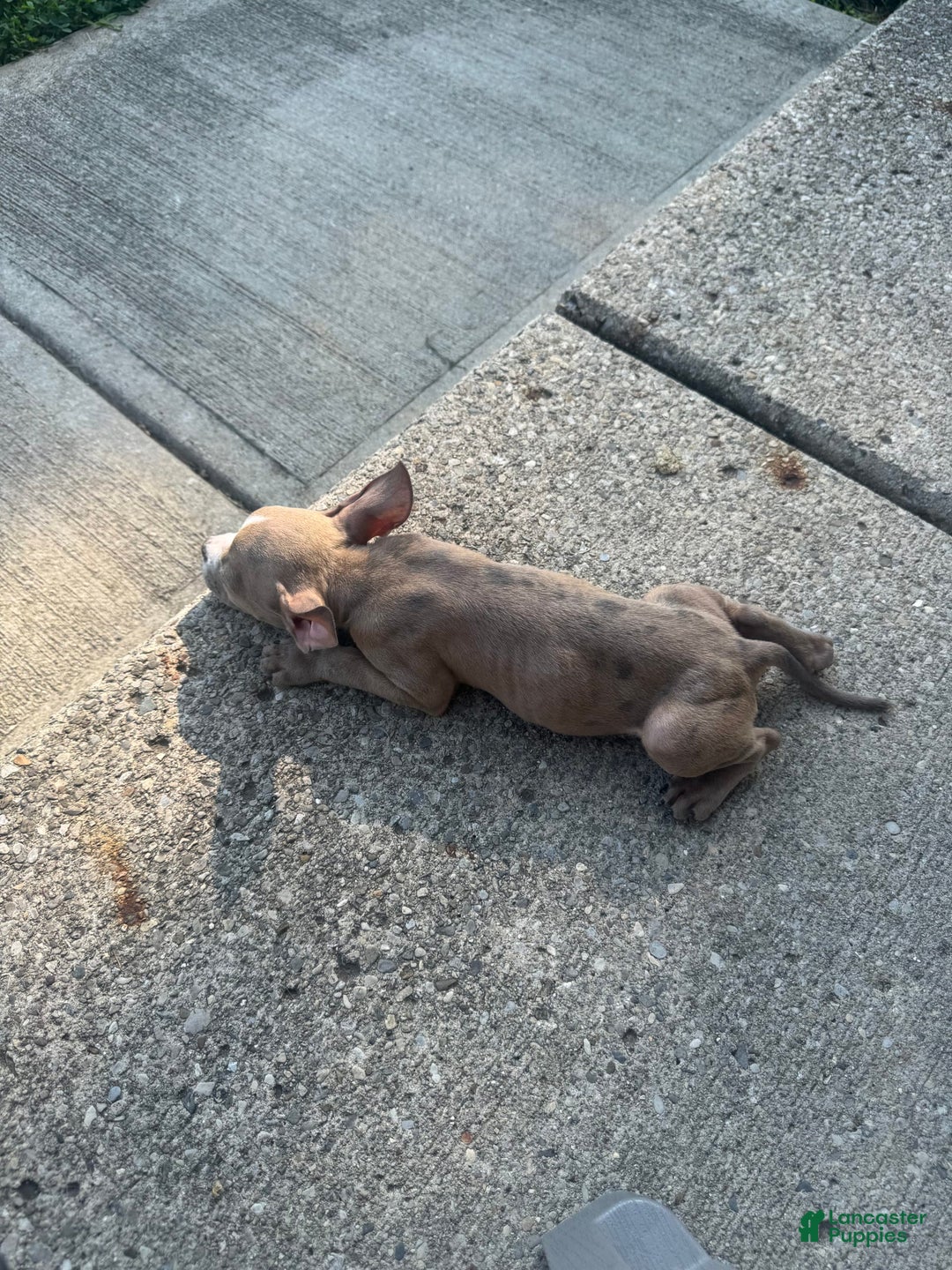 American Bully dogs for sale: Ghost - Image 6