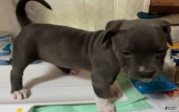 American Bully dogs for sale: Boss Baby - Image 4