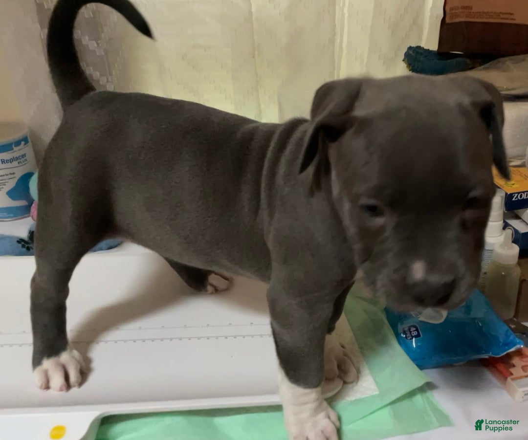 American Bully dogs for sale: Boss Baby - Image 4
