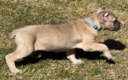 Cane Corso dogs for sale: Georgia - Image 23
