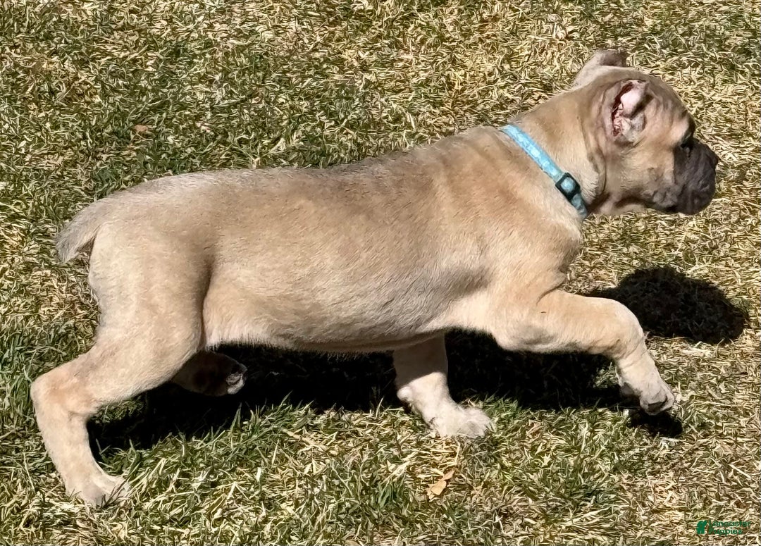 Cane Corso dogs for sale: Georgia - Image 23