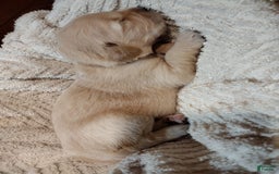 Golden Retriever dogs for sale: Prairie - Image 28