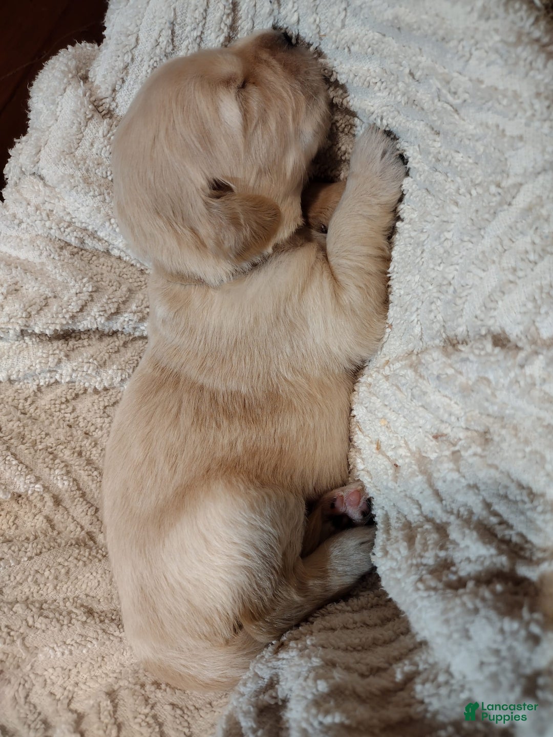 Golden Retriever dogs for sale: Prairie - Image 28