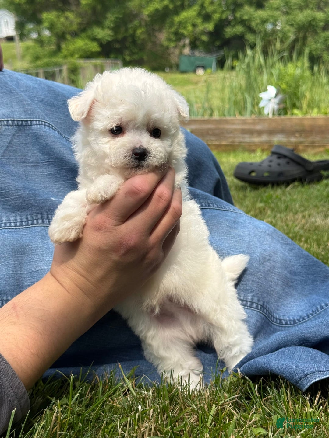 Bichon Frise dogs for sale: Little Princess - Listing for pets: Little Princess, Prince - Image 6