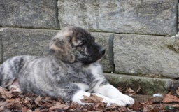 Anatolian Shepherd dogs for sale: Bruce - Image 1