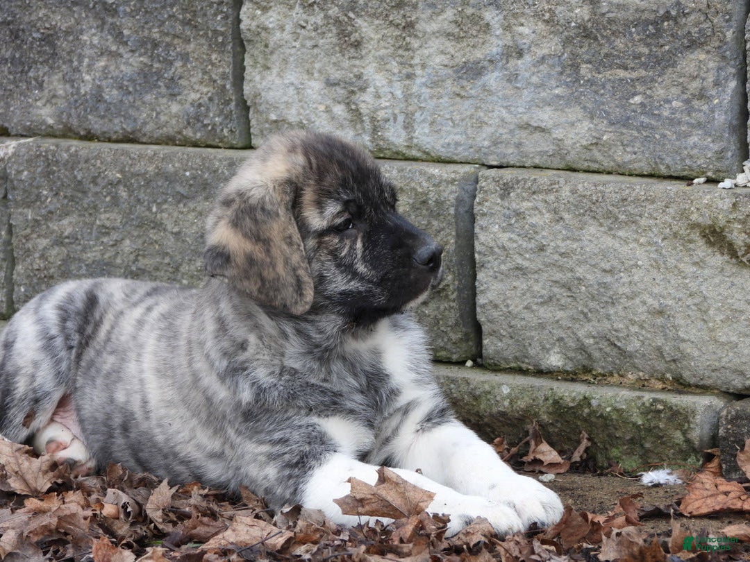 Anatolian Shepherd dogs for sale: Bruce - Image 1
