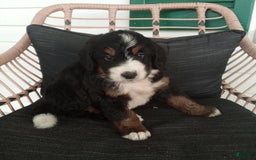 Bernedoodle dogs for sale: Addie - Image 6