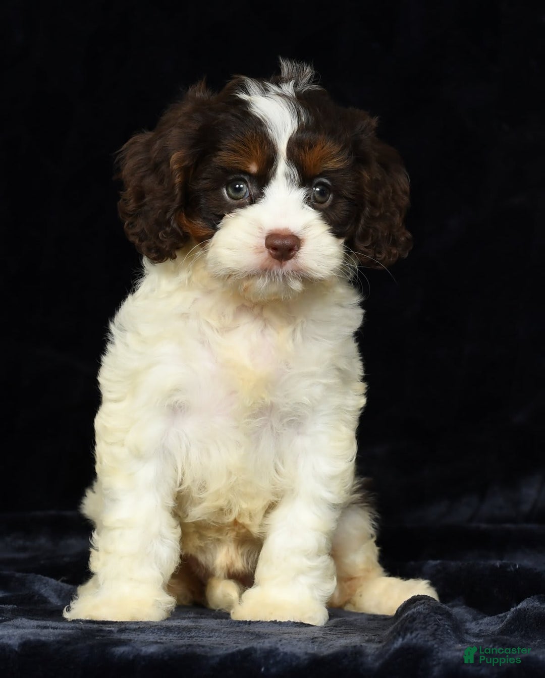 Cavapoo dogs for sale: Julia - Image 2