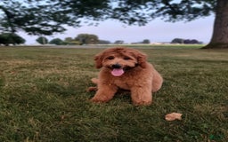 Mini Goldendoodle dogs for sale: Milo F1b - Image 33