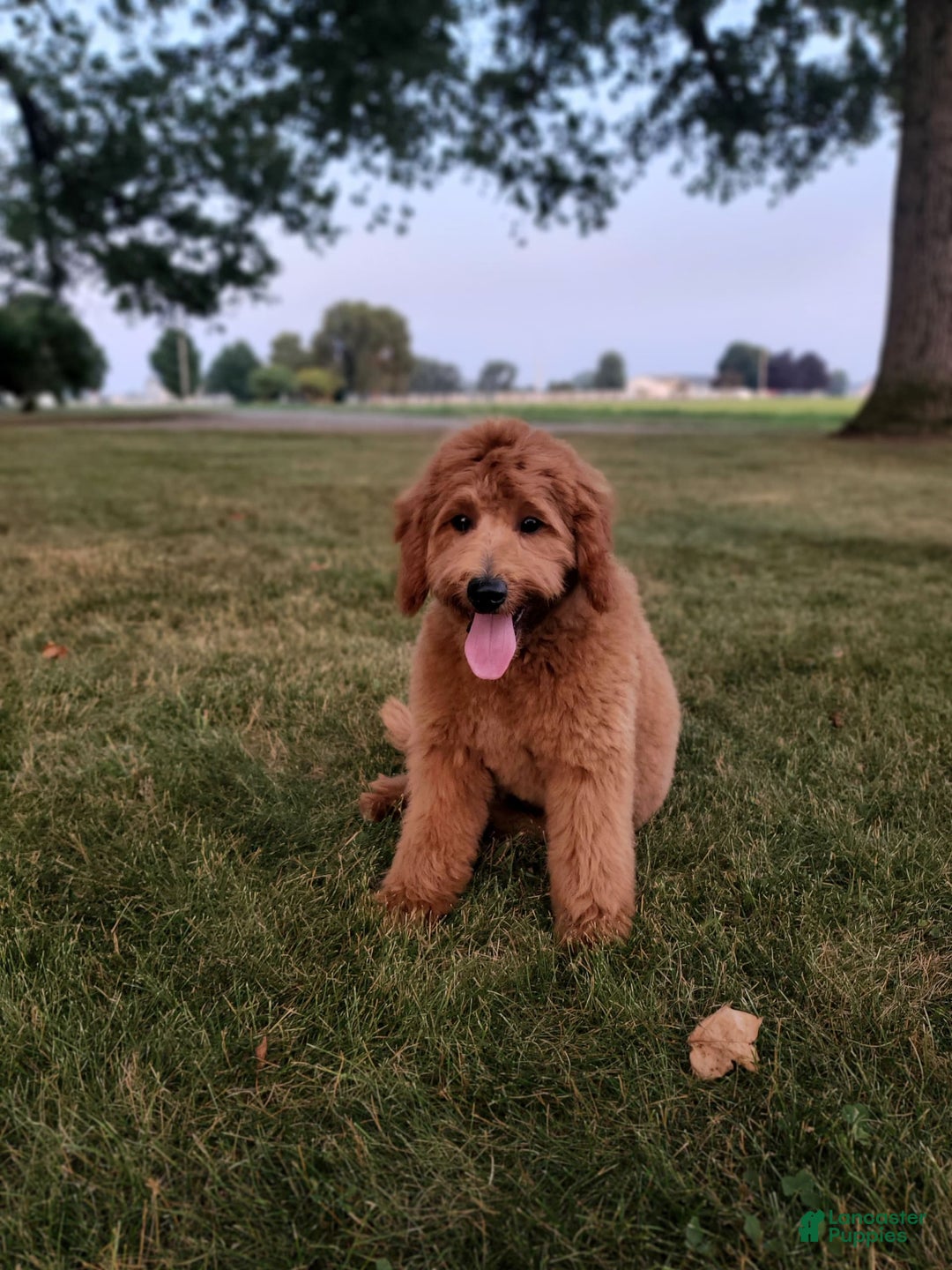 Mini Goldendoodle dogs for sale: Milo F1b - Image 33