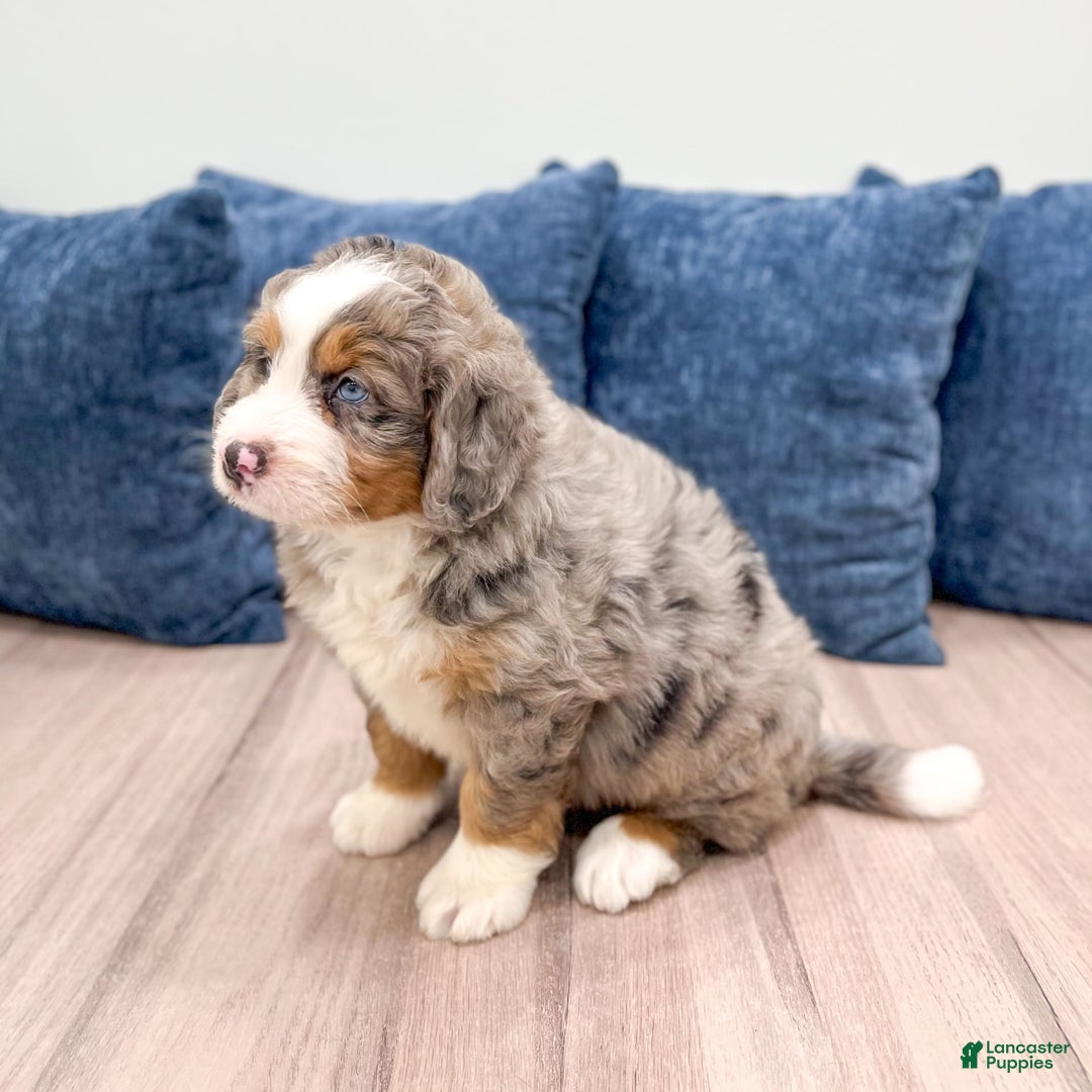 Mini Bernedoodle dogs for sale: Henry - Image 5