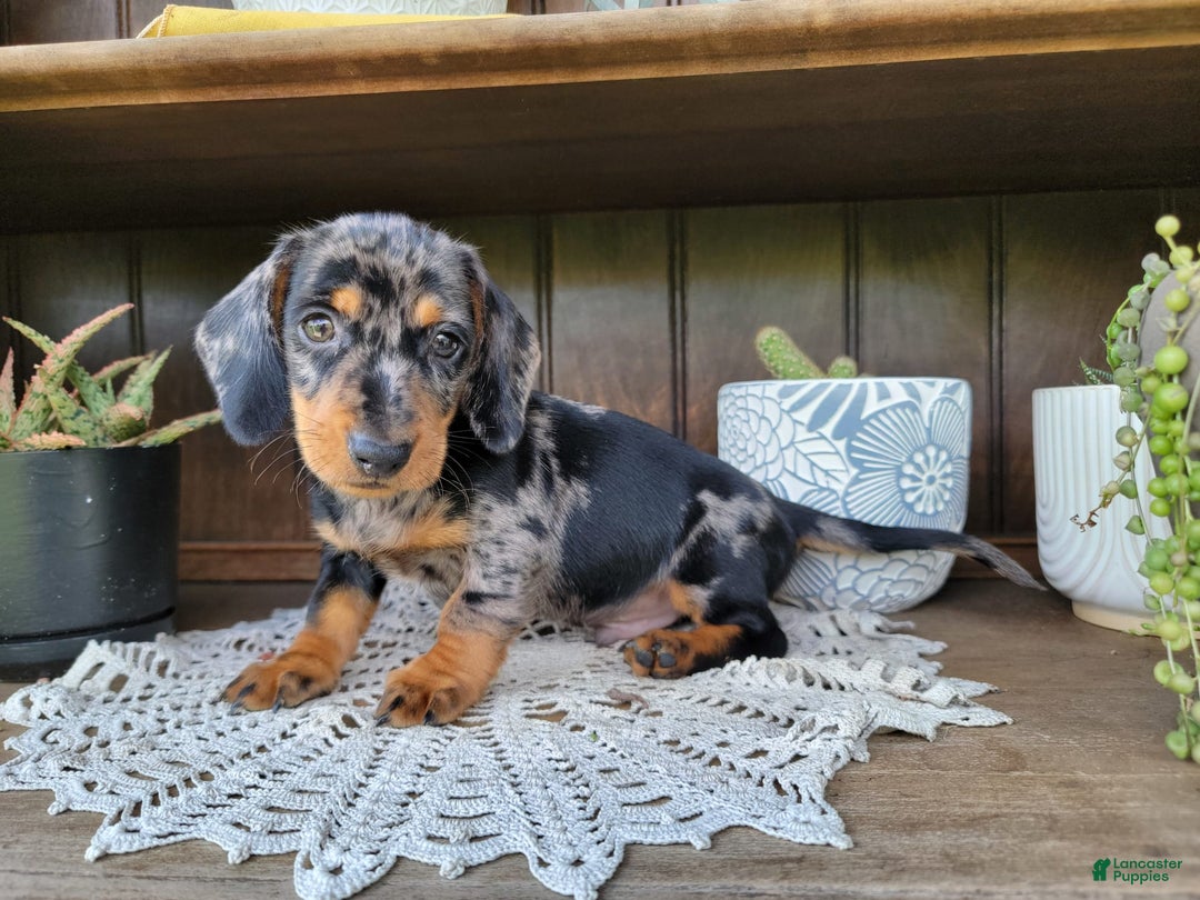 Dachshund dogs for sale: Carson - Image 6