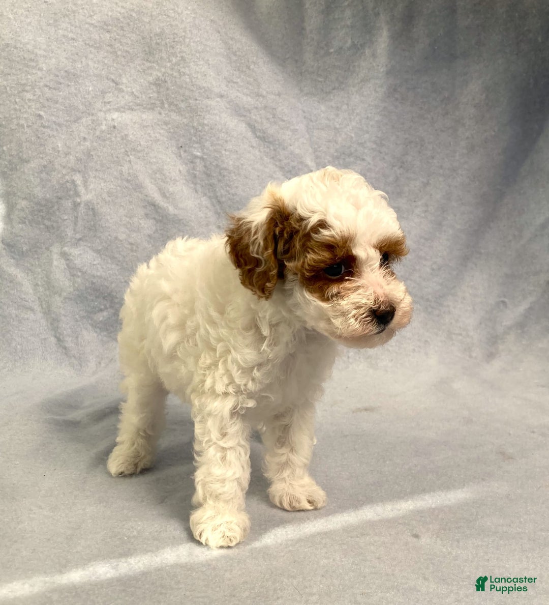 Miniature Poodle dogs for sale: Lily - Image 16