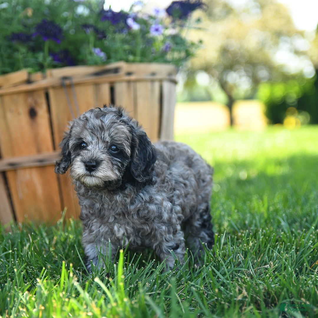 Cavapoo dogs for sale: Oreo - Image 4