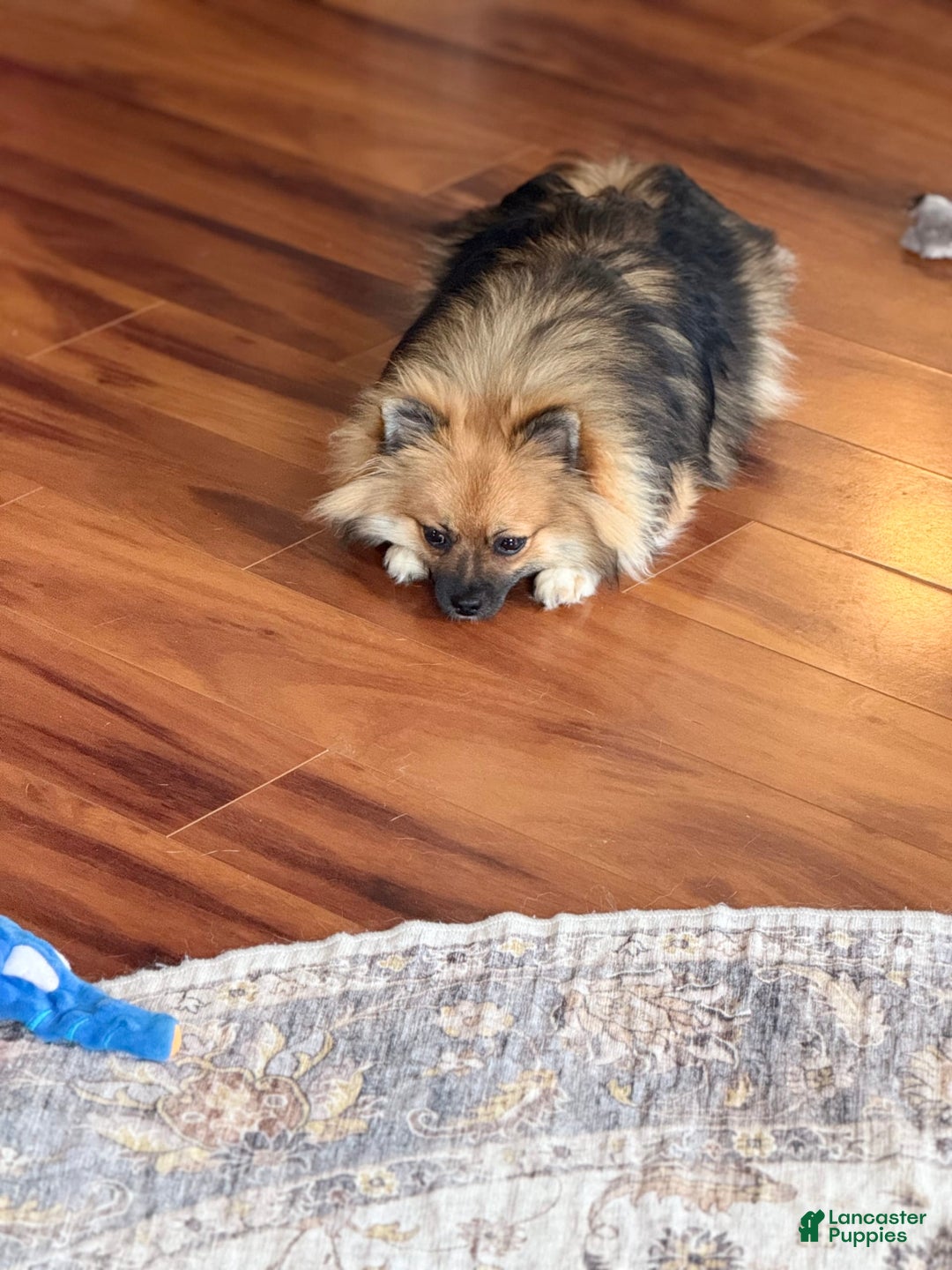 Pomeranian dogs for sale: Mocha - Image 10