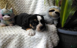Olde English Bulldogge dogs for sale: Max - Image 8