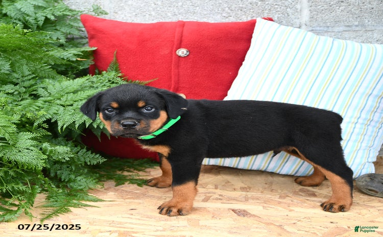 Rottweiler dogs for sale - Ad 3