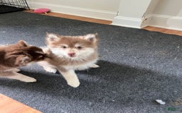 Pomsky dogs for sale: Dove - Image 2