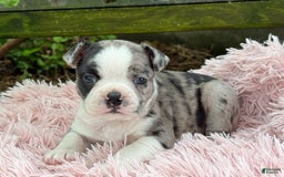 Frenchton dogs for sale: Jaida - Image 24