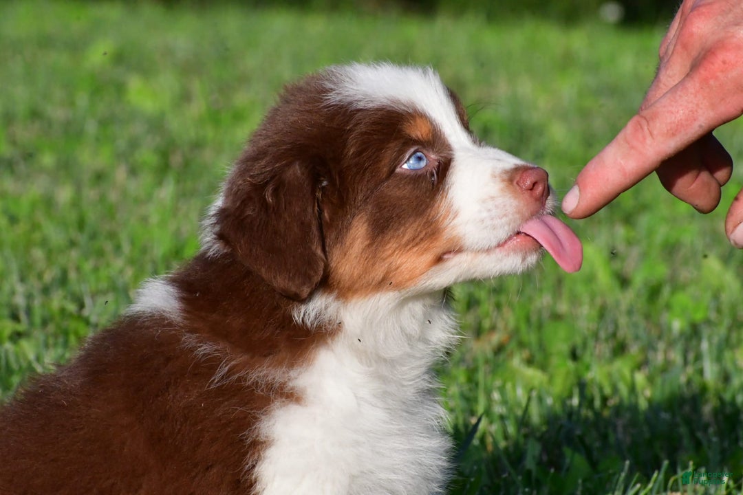 Australian Shepherd dogs for sale: Polly - Image 13