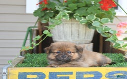Pomeranian dogs for sale: Fred - Image 1