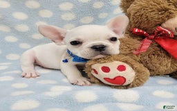 French Bulldog dogs for sale: Fido - Image 8