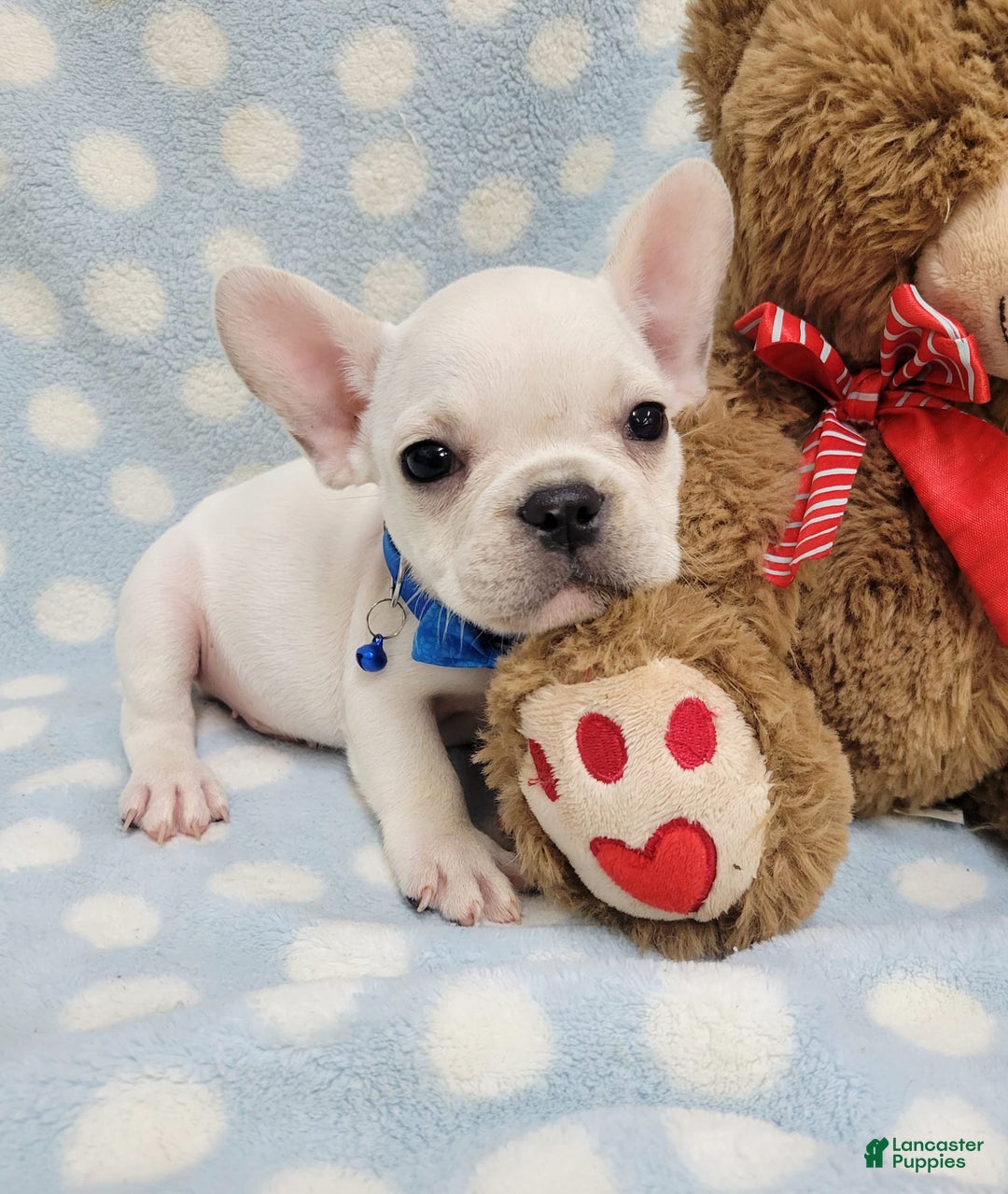 French Bulldog dogs for sale: Fido - Image 8