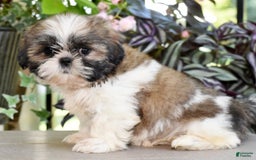 Shih Tzu dogs for sale: Daisy - Image 5