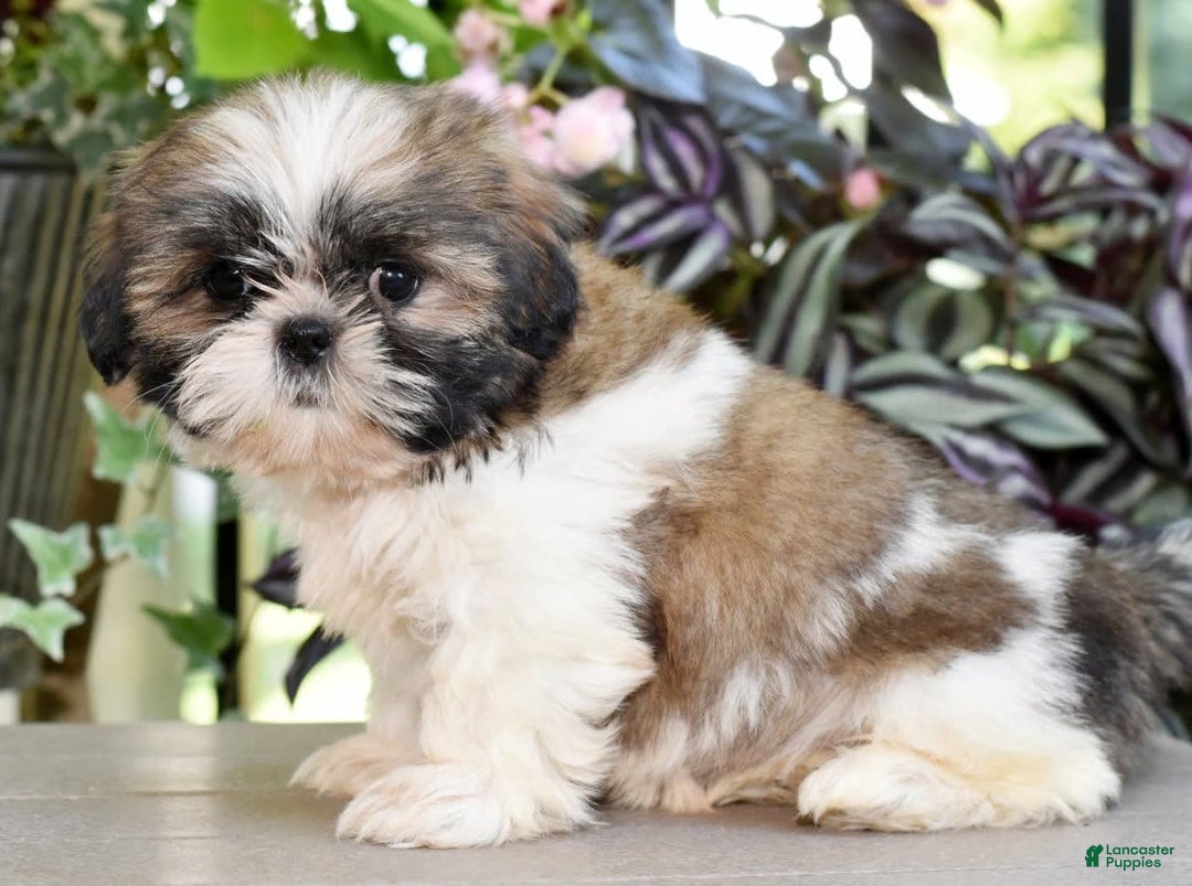 Shih Tzu dogs for sale: Daisy - Image 5