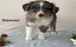 Australian Shepherd dogs for sale: Denver - Image 2
