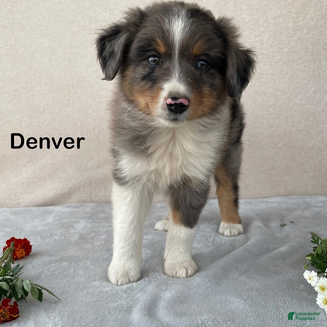 Australian Shepherd dogs for sale: Denver - Image 2