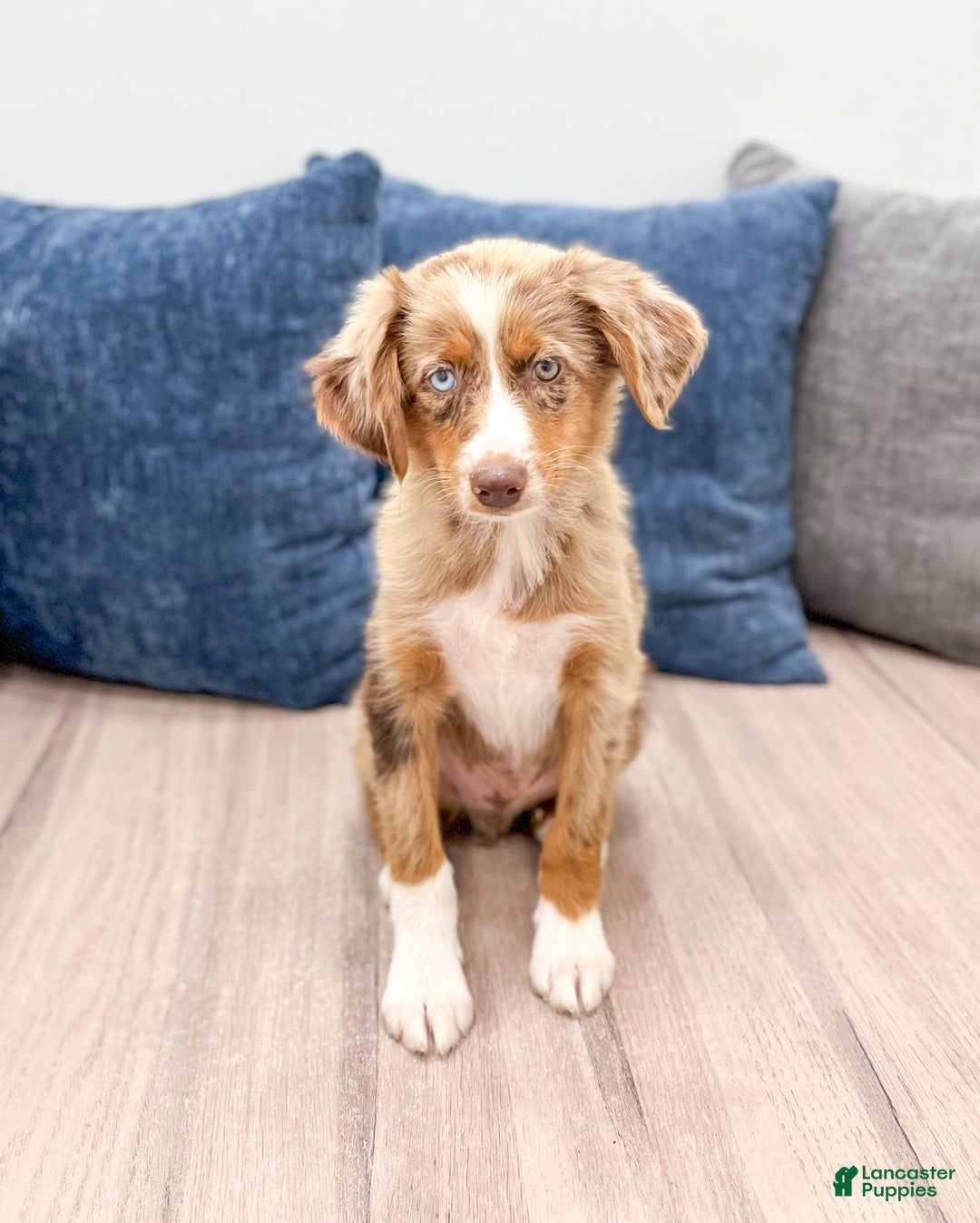 Miniature Australian Shepherd dogs for sale: Manny - Image 1