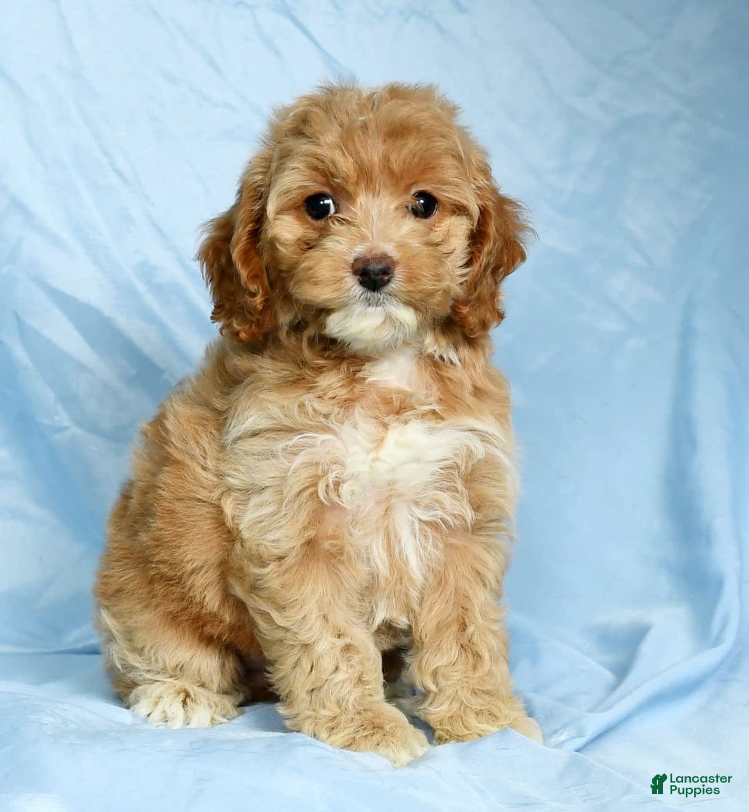 Cockapoo dogs for sale: Violet - Image 6