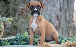 Boxer dogs for sale: Faith - Image 3