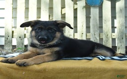 German Shepherd dogs for sale: Meadow - Image 8