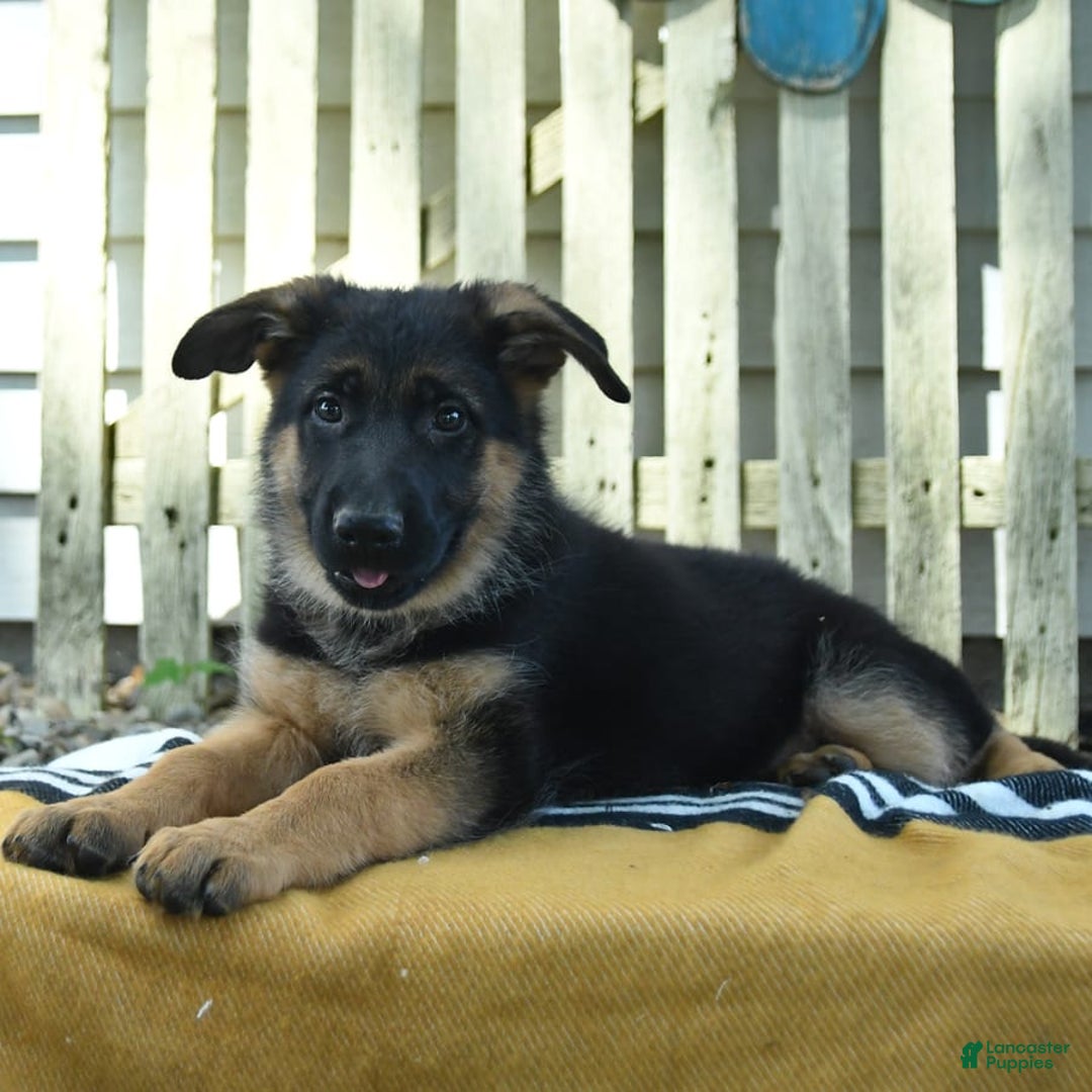 German Shepherd dogs for sale: Meadow - Image 8