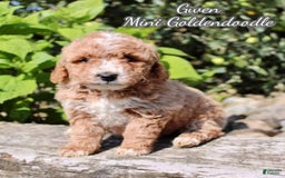 Mini Goldendoodle dogs for sale: Gwen - Image 1