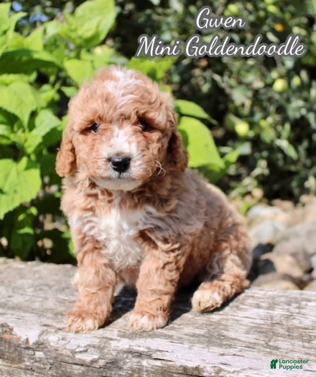 Mini Goldendoodle dogs for sale: Gwen - Image 1