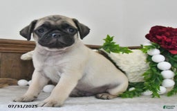 Puggle dogs for sale: Moonlight - Image 1