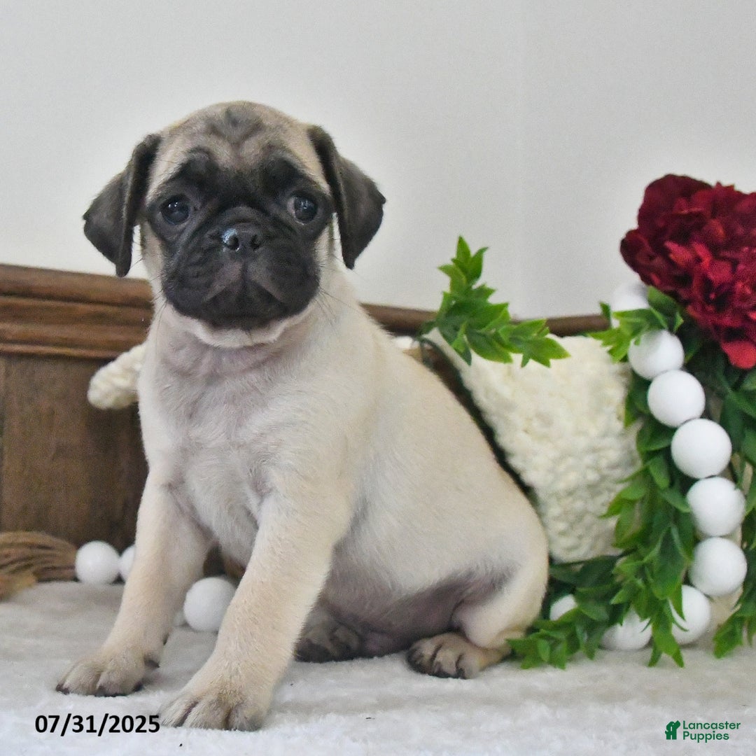Puggle dogs for sale: Moonlight - Image 1