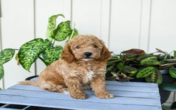 Mini Goldendoodle dogs for sale: Muppet - Image 3