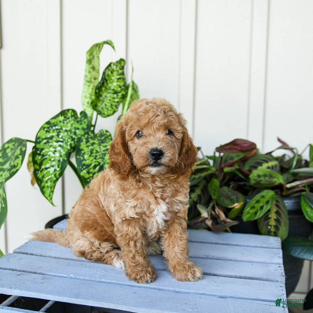 Mini Goldendoodle dogs for sale: Muppet - Image 3
