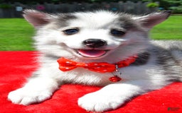 Pomsky dogs for sale: Carson - Image 6
